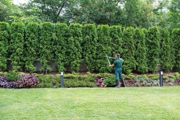 How Our Tree Care Process Works  in Philipsburg, MT