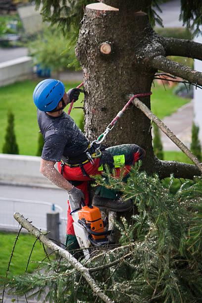 Best Tree Risk Assessment  in Philipsburg, MT