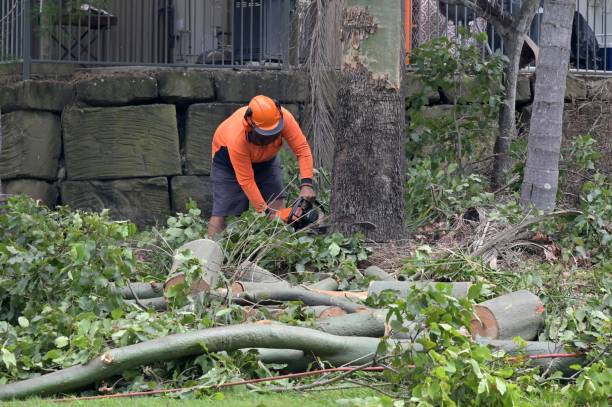 Best Arborist Consultation Services  in Philipsburg, MT